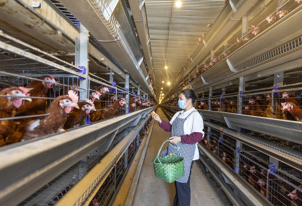 肉鸡产业标准化技术提升加工水平，提高品质和效率