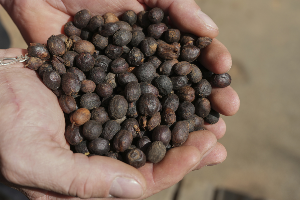 大比兜子：功效、用途及药用价值