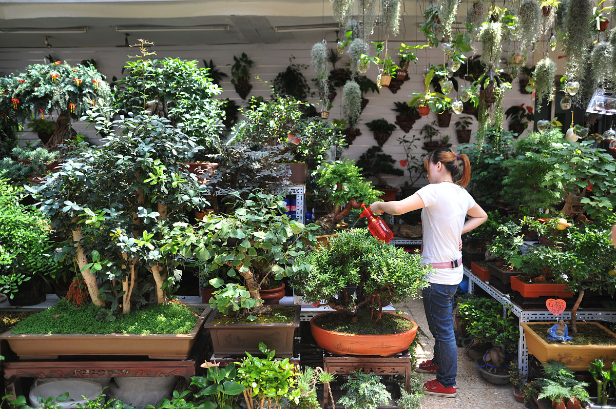 2012年8月4日,北京,朝阳区一家花鸟鱼虫市场.+++_+++花市,莱太,鲜花,