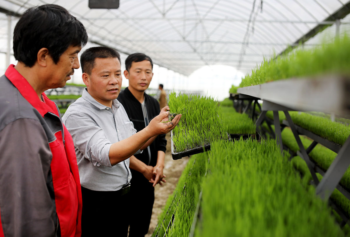 农业人才定义：推动农业发展的重要力量