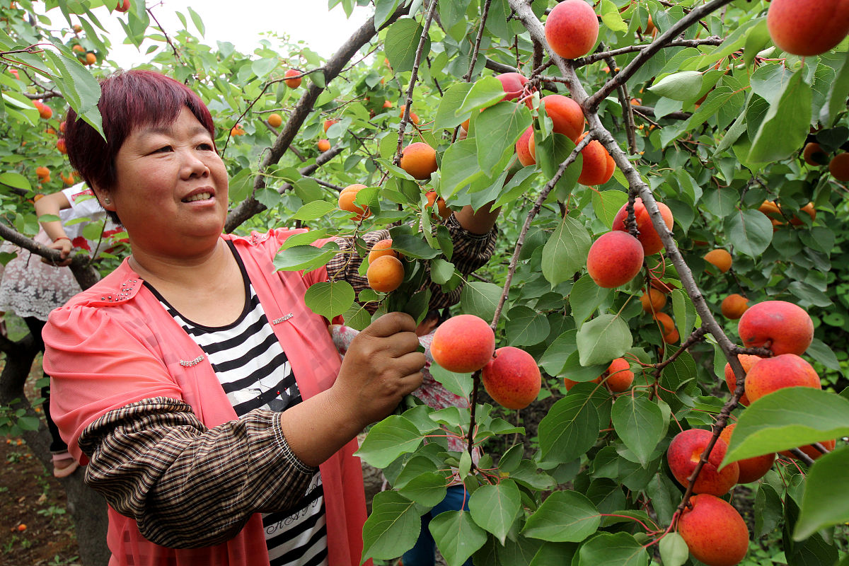 师父说吃不上他果园的水果，如何应对？