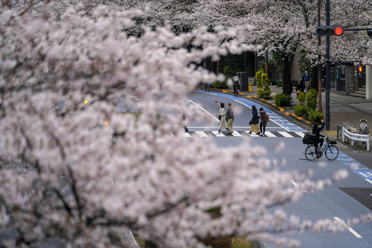 当地时间2022年3月27日,日本东京,当地樱花盛开,市民在花海中漫步拍照