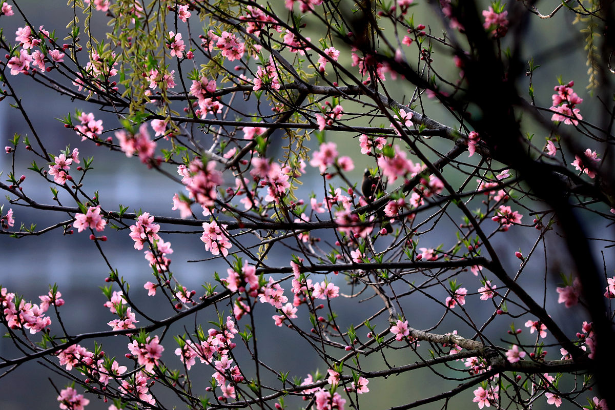 《爱在桃花园》歌词：三月桃花开呀，爱在桃花园