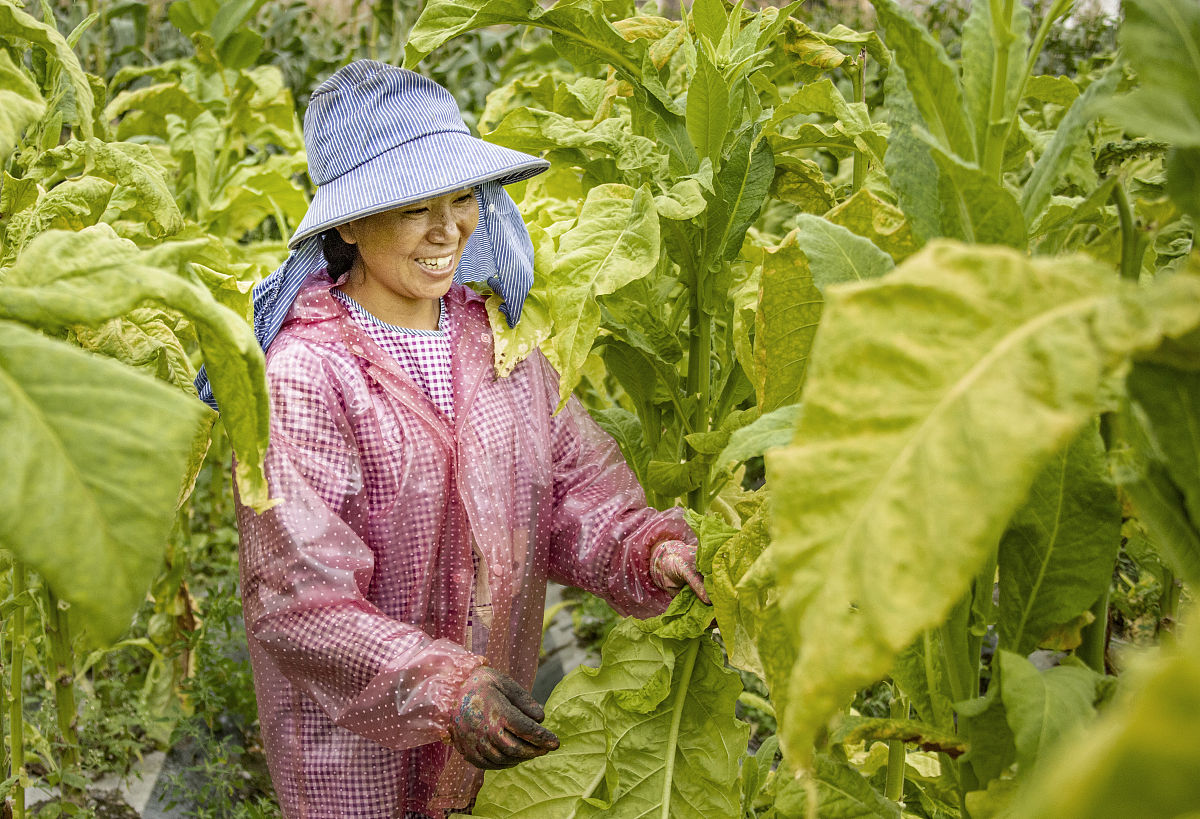 烤烟直播适宜播期研究的综述要求有选题研究意义、国内外研究现状、主要参考文献且不少于
