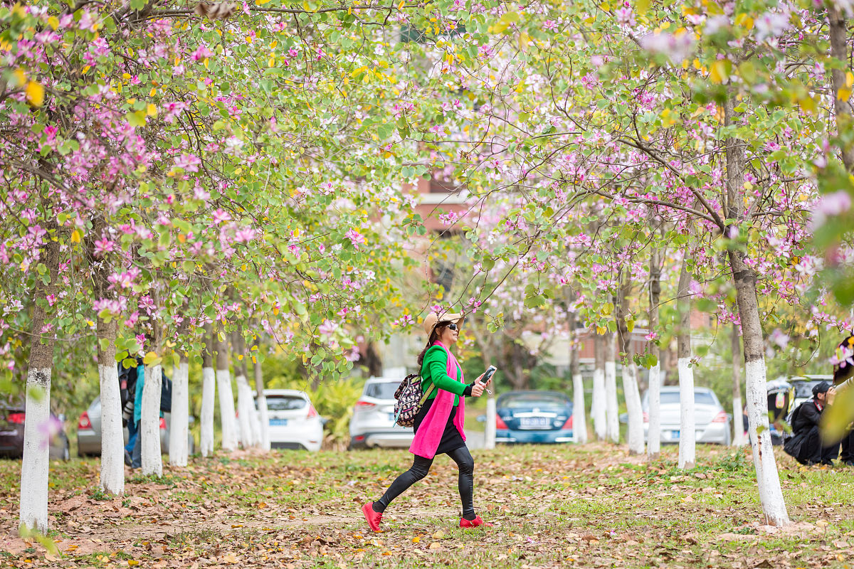 华农紫荆花盛放: 人潮与秩序的思考 | 附解决方案