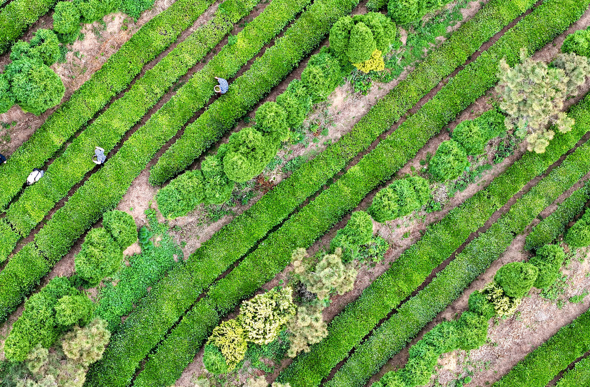 写一段茶园安装遮阳布防止茶叶晒伤的小段文字