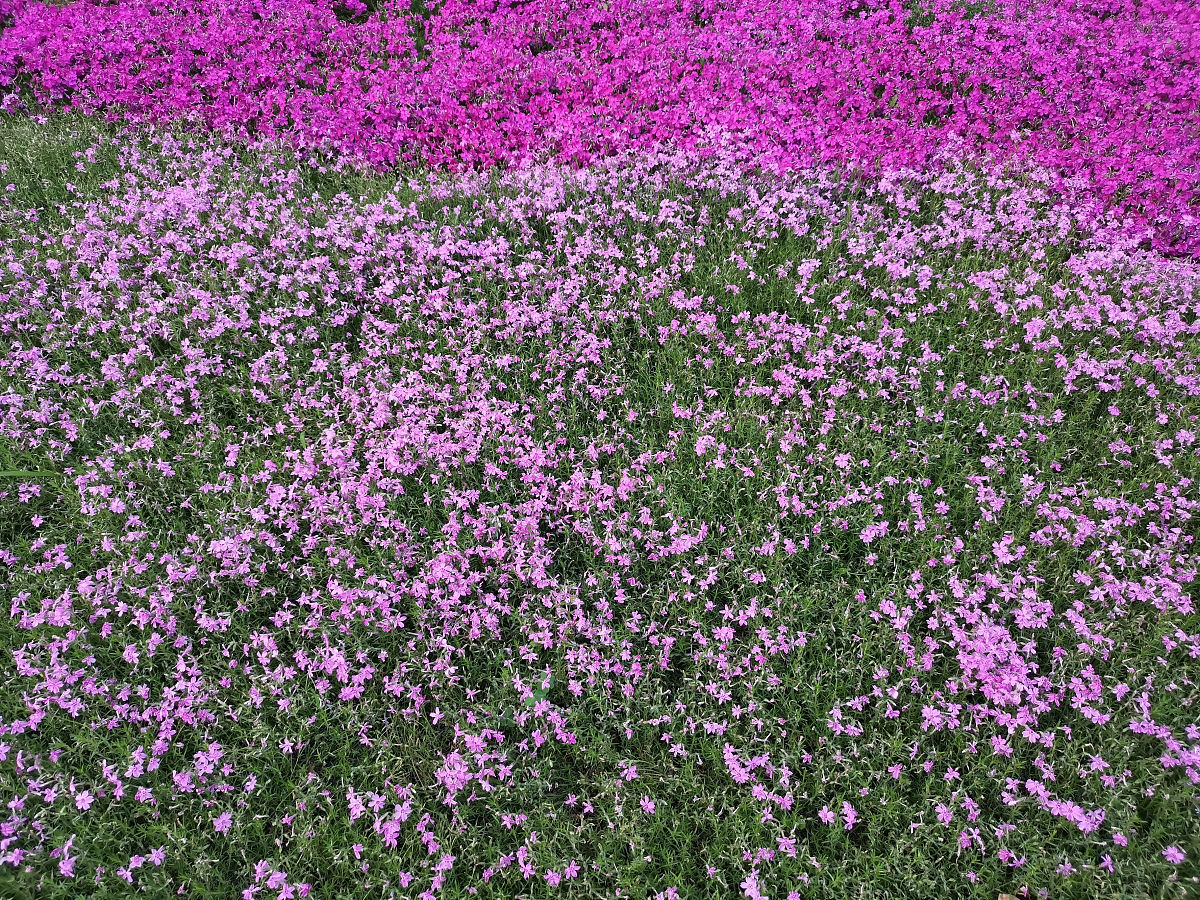 武汉大学医学部临床医学专业就业方向：医院、药企、医疗器械公司等