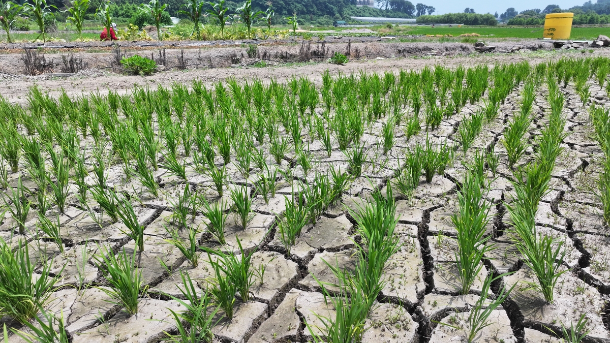 高温对农业的危害：产量下降、病虫害加剧，如何应对？