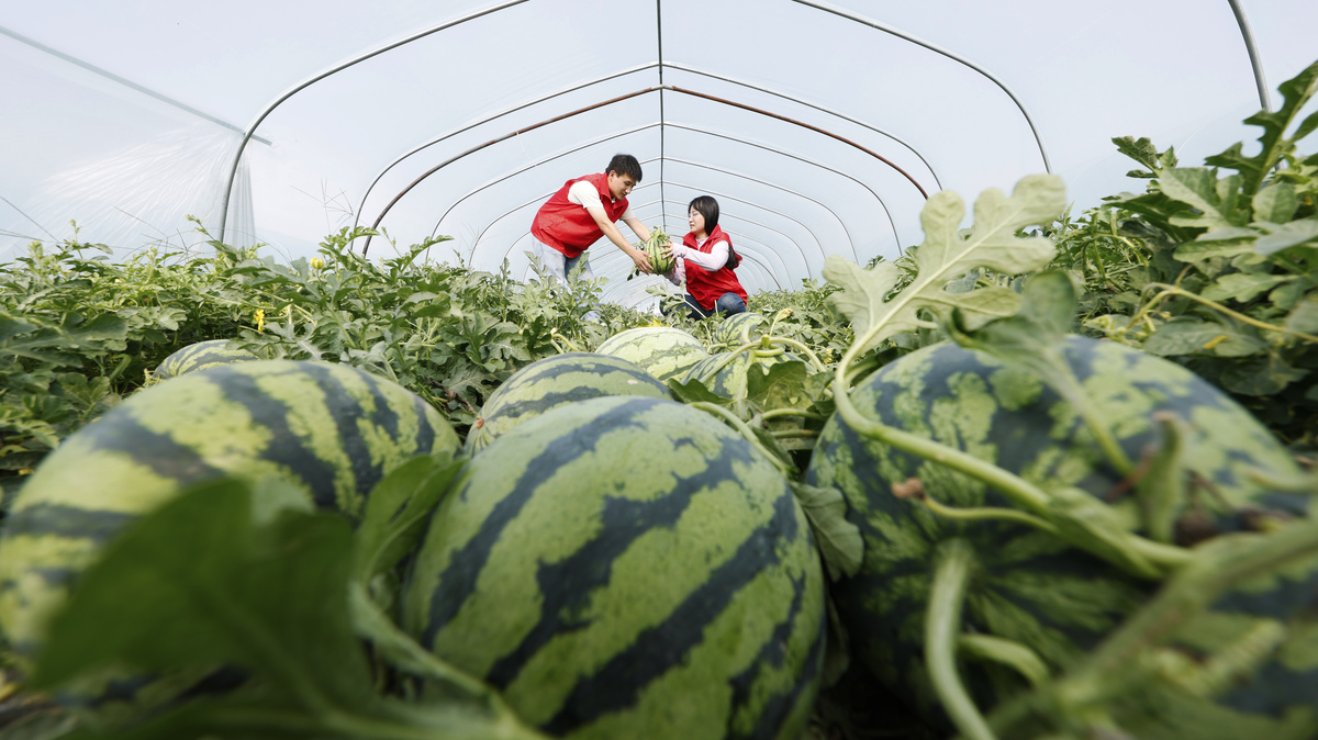 西瓜种植指南：从选种到收获的完整步骤