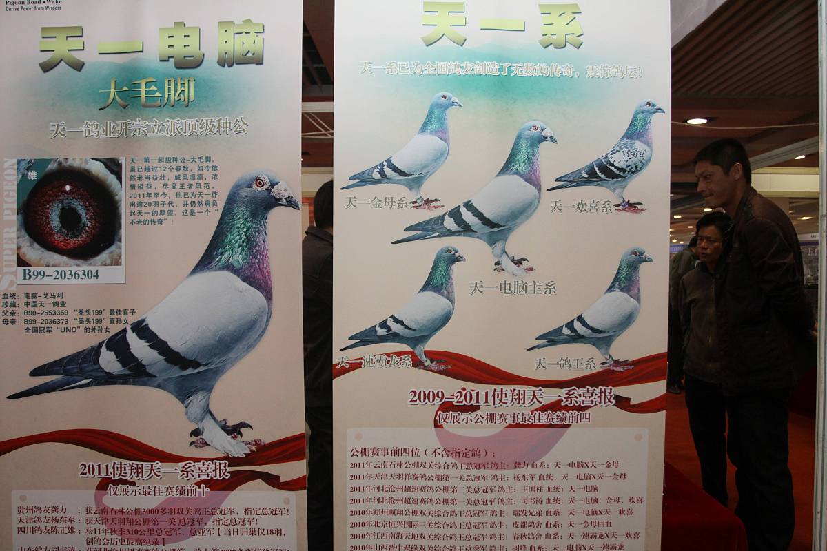 给我生成10个看起来就知道是养鸽子的自媒体账号名称要求：四个字以下 不带鸽字