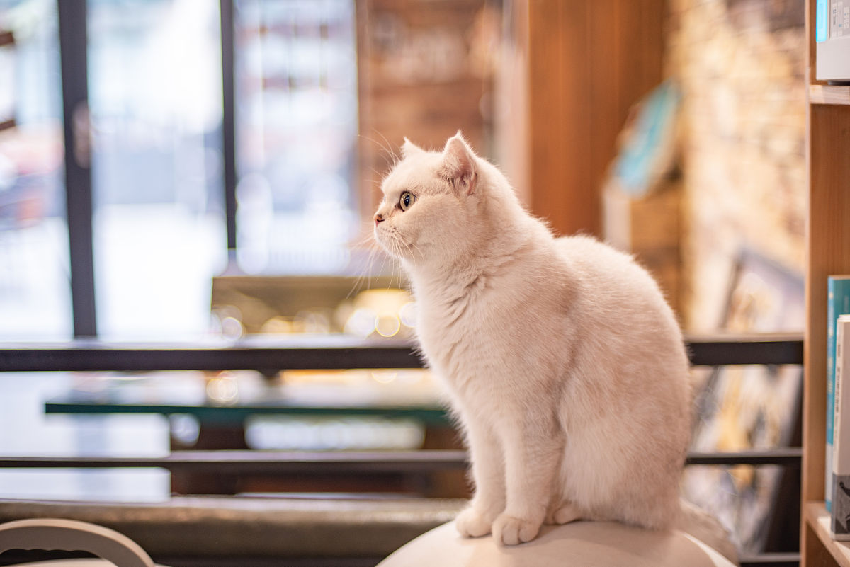 解密猫咪行为：像人类一样思考的喵星人日常