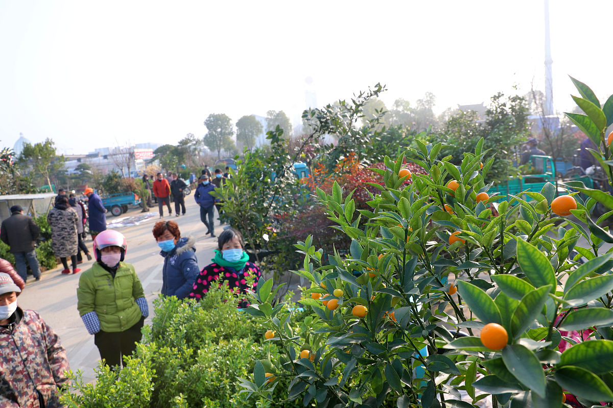2020年3月12日,当日是一年一度的植树节,在江苏如皋花木大世界新开辟
