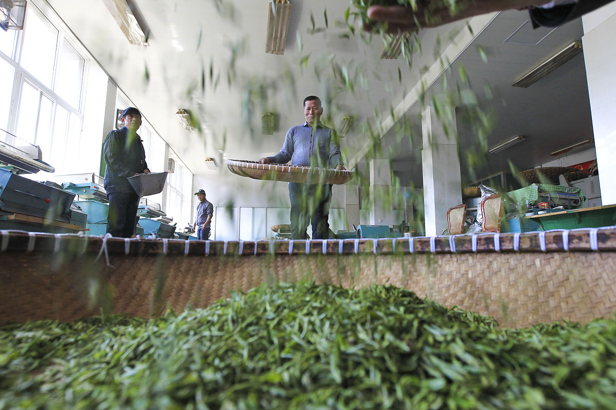 贵州茶叶生产与加工专业中专中职学校推荐