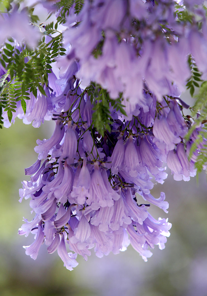 写一首描述春雨的现代诗 关键词 爱情 红豆