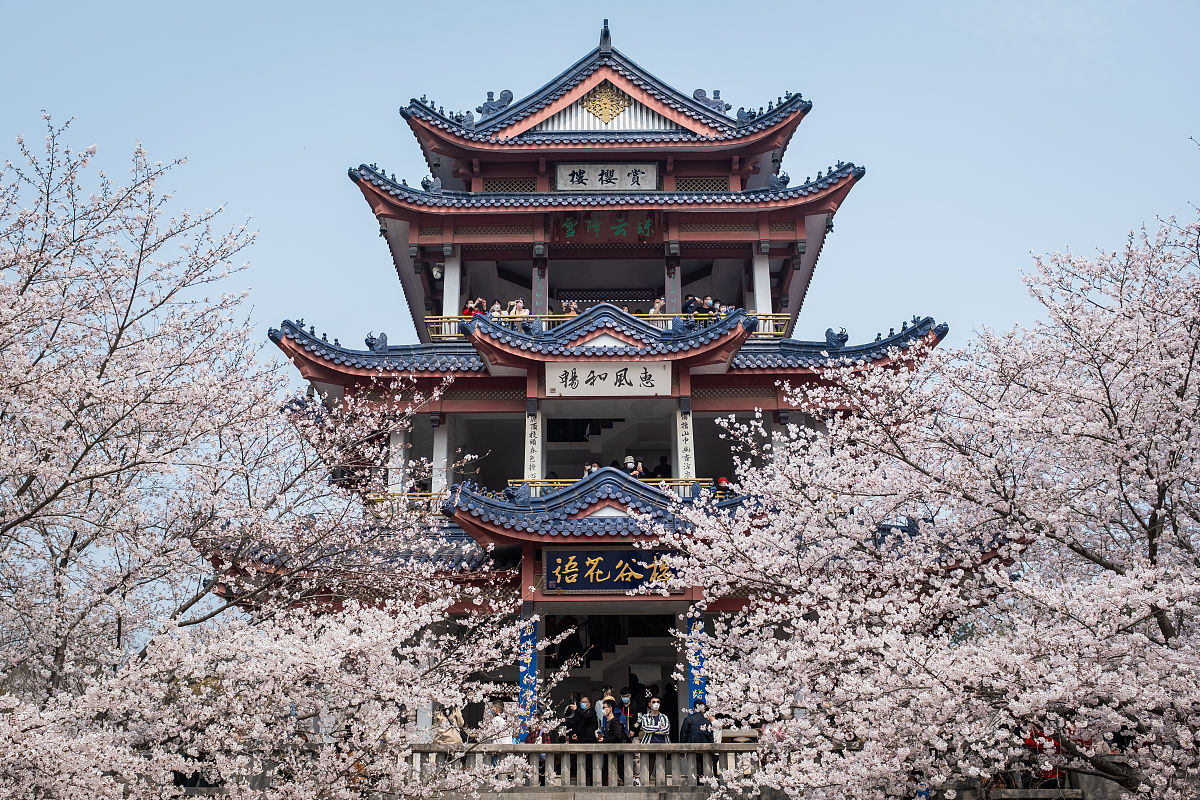 2020年3月22日,无锡鼋头渚,园内樱花相继进入满开状态,不少游客也是趁