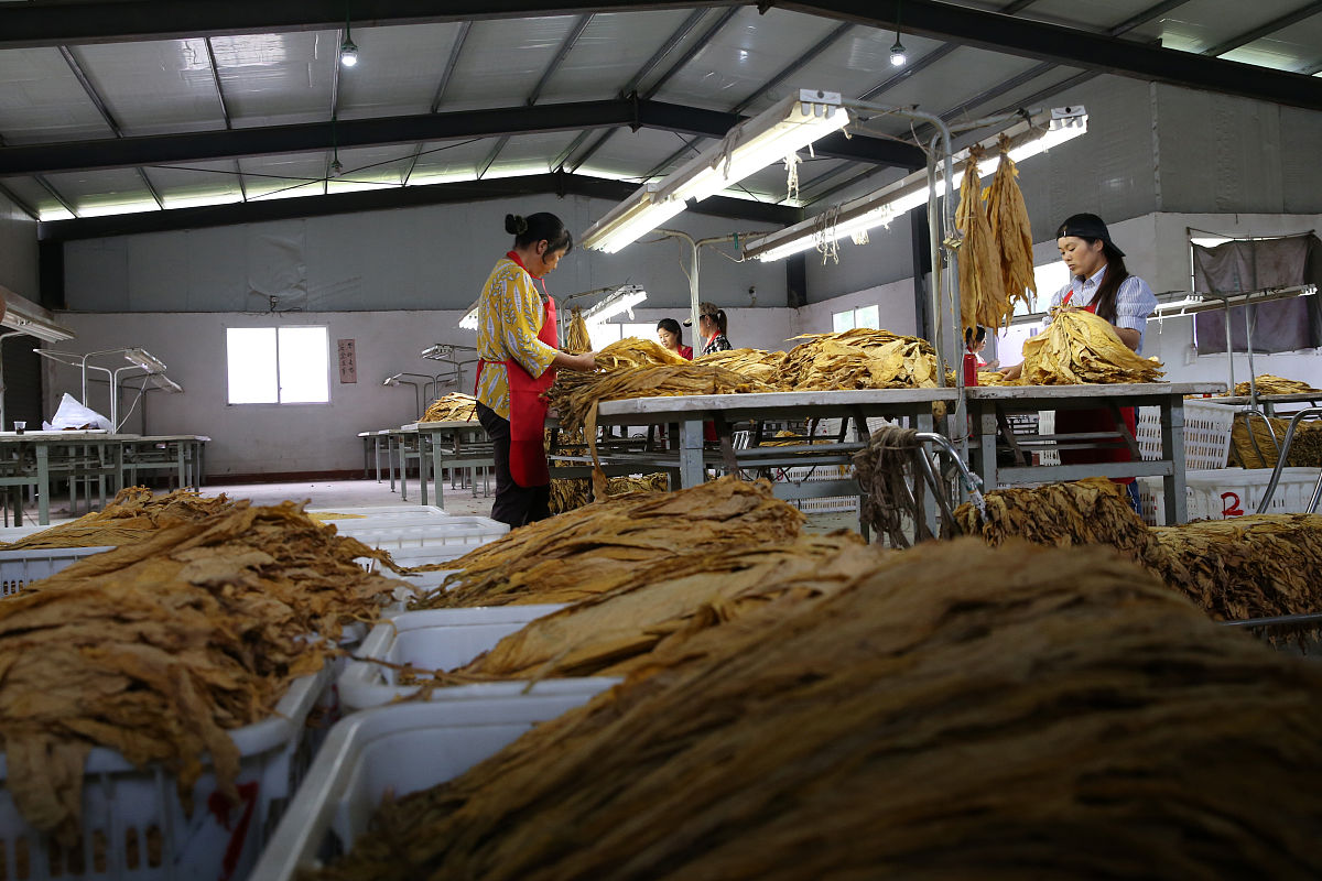 烟草生产与加工专业发展前景如何