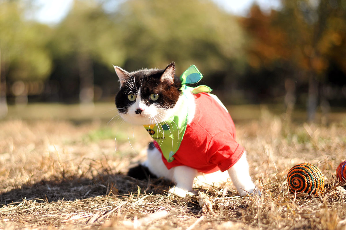 2017年11月3日,北京东小口森林公园,萌猫秋日"高清写真",红叶丛中萌态