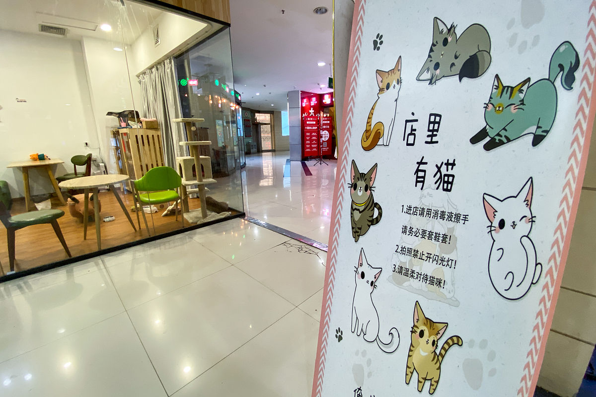 猫咖视觉形象设计选题依据