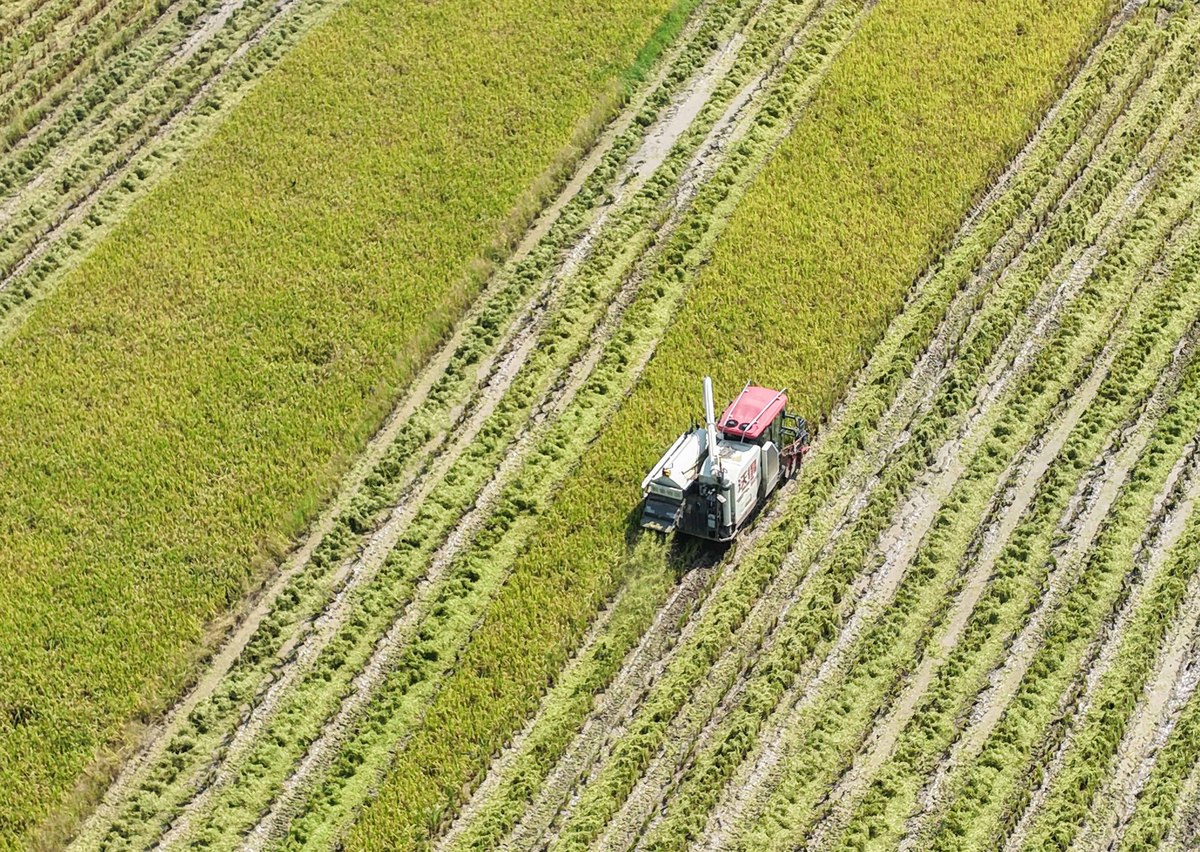 农户扩大油菜种植规模意愿对农业机械服务采纳的影响机制及效应研究
