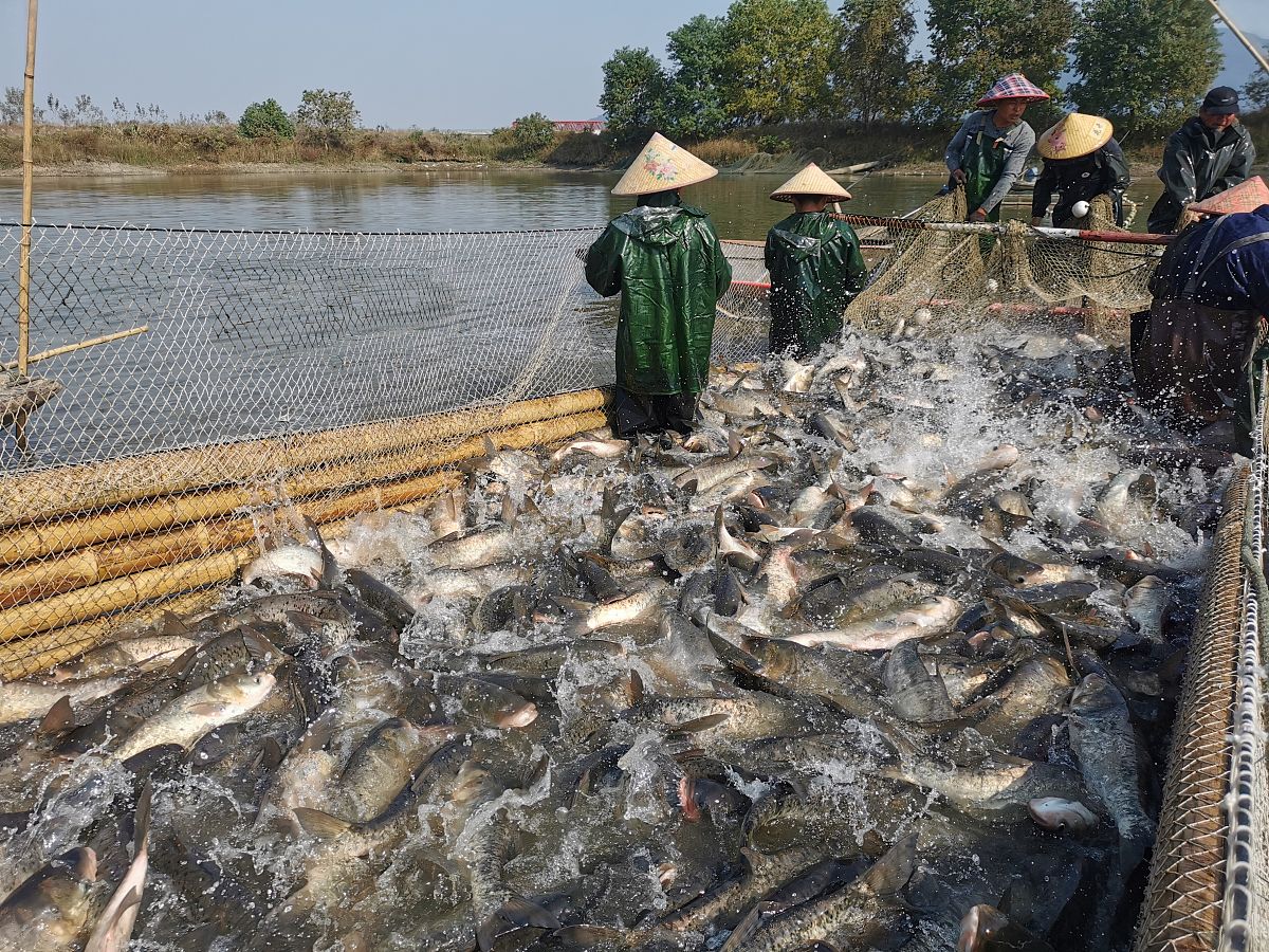 我要怎么样才能了解当地的渔业情况