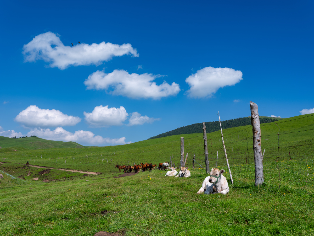 木兰围场旅游攻略：草原、住宿、景点、注意事项全攻略