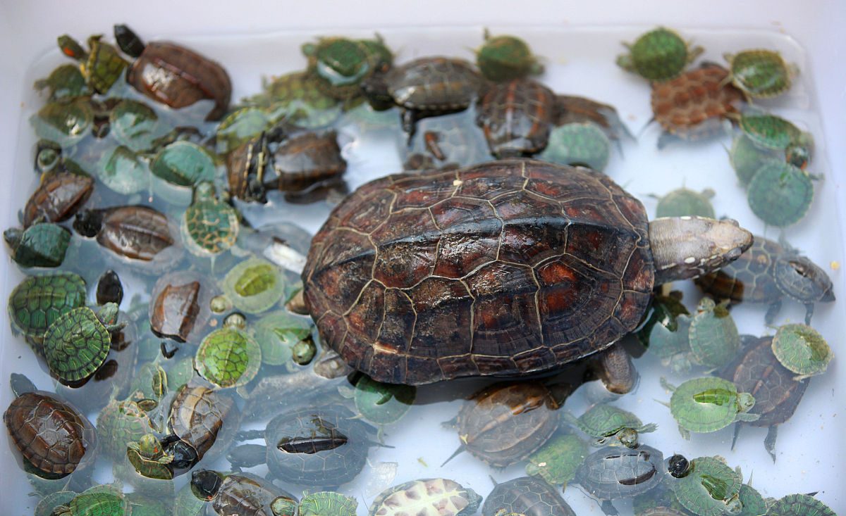 21年出壳的窄桥龟苗要多久才能繁殖？需要如何操作