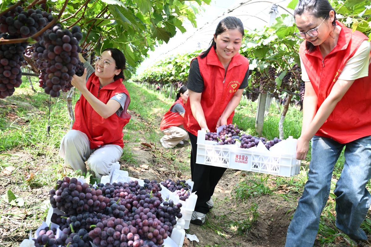 阐述：水果类节庆旅游方兴未艾开发潜力巨大