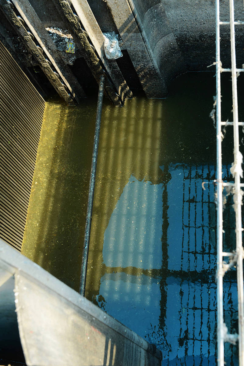 请你帮我写一份研究成果我们的题目是固定化微藻对海水养殖废水中铜的去除及其机理研究研究目标是通过分析pH值、细胞负载、光照、有机物等影响因素对固定化微藻对Cu2+的去除的影响明确固定化微藻处理养殖废水中Cu2+时最适合的条件。通过对固定化微藻去除Cu2+的性能进行测定解析固定化微藻去除Cu2+的动力学热力学方程并且利用红外光谱分析鉴定微藻体-金属阳离子之间的作用力性质和微藻的基团变化进而揭示固定化微