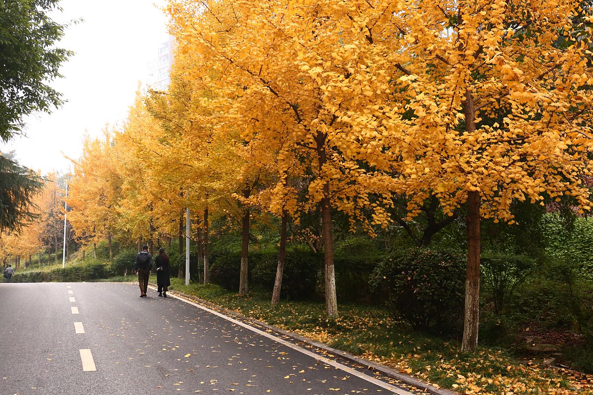 重庆工商职业学院2019年单招招生人数公布