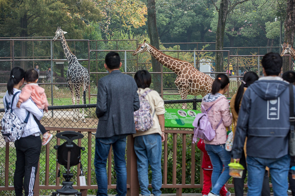 参观野生动物园 活动方案