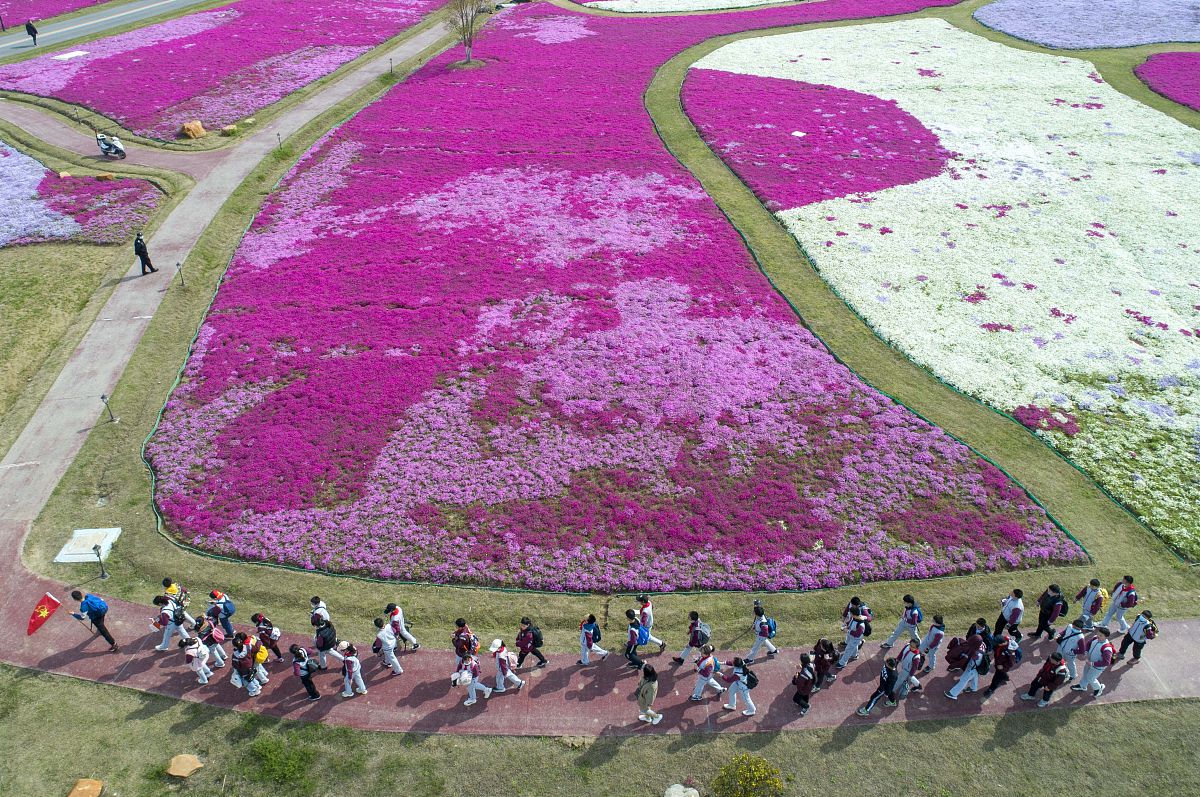 2021年4月7日,在江苏省淮安市白马湖向日葵的故事景区,空中俯瞰盛开的