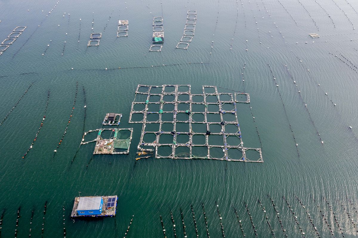 近岸网箱养殖面临的挑战：水质污染、疫病风险与生态影响