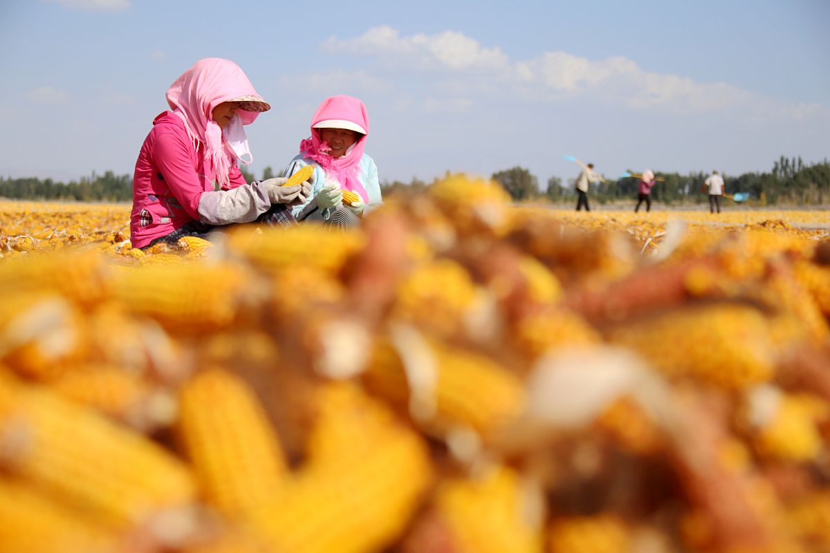 秋收秋种的重要性：保障粮食丰收，关乎民生