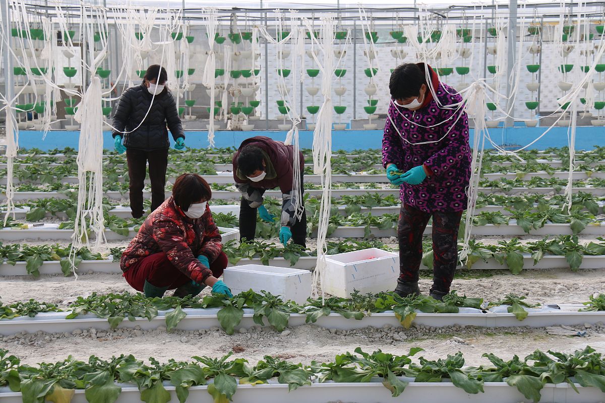 子洲职业技术教育中心农业种植专业怎么样？优势详解