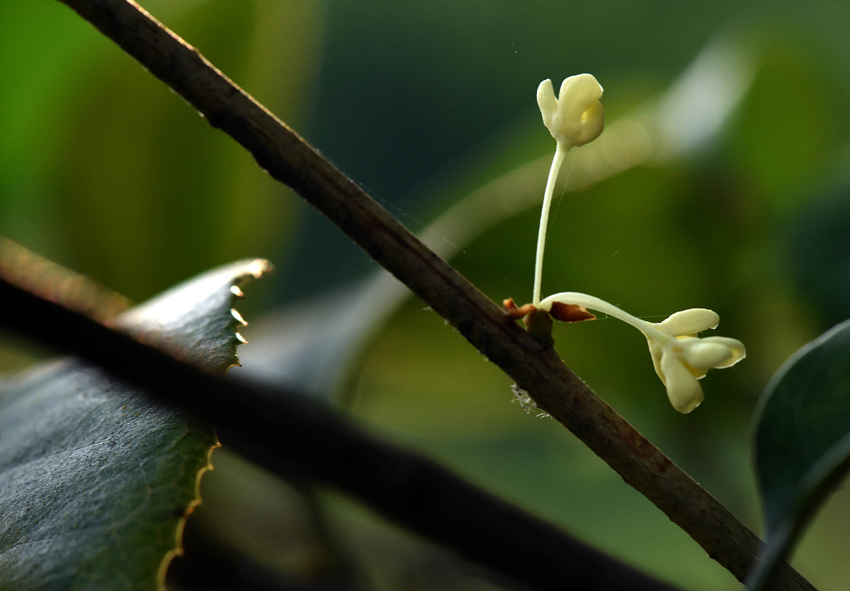 有没有将时变分位数回归模型和格兰杰因果网络相结合的文献