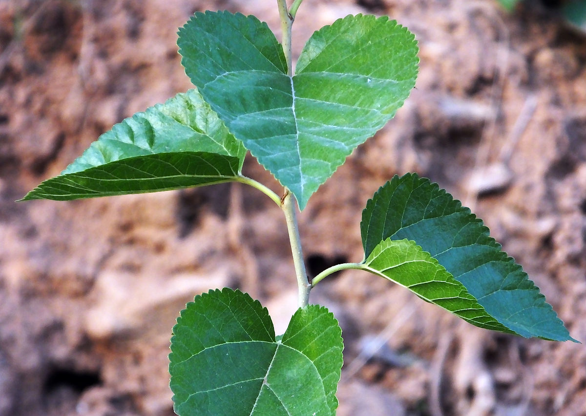 请介绍一下桑叶青