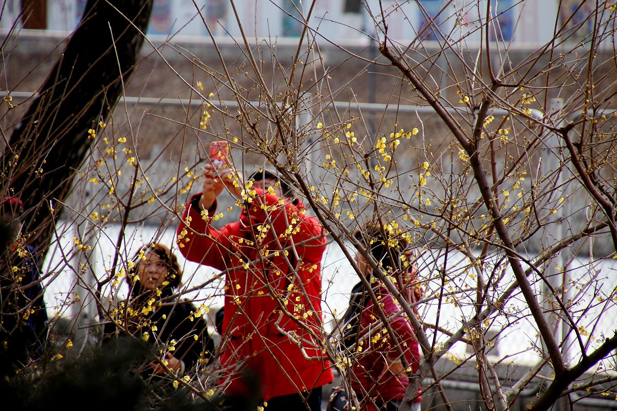 2019年2月25日,北京,玉渊潭公园八一湖河道北岸,腊梅花盛开,除了宫黄