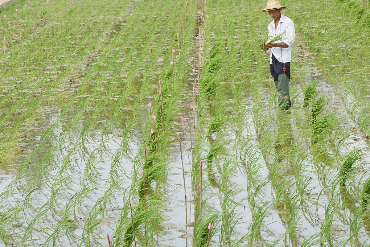 冬小麦灌溉用水占比：占农业用水总量的28.6%