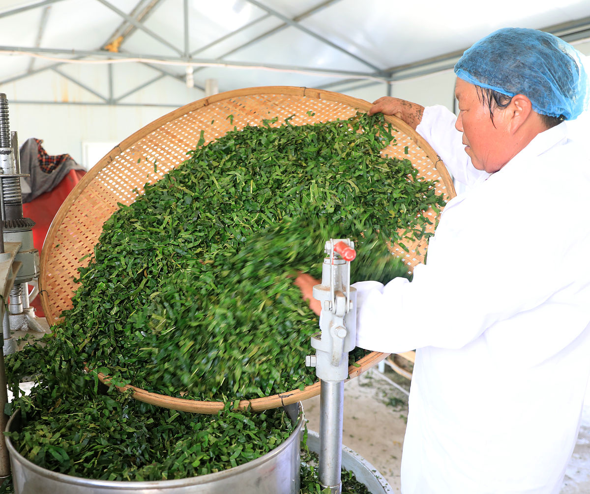 2019年毕业读茶叶生产加工技术专业好不好？