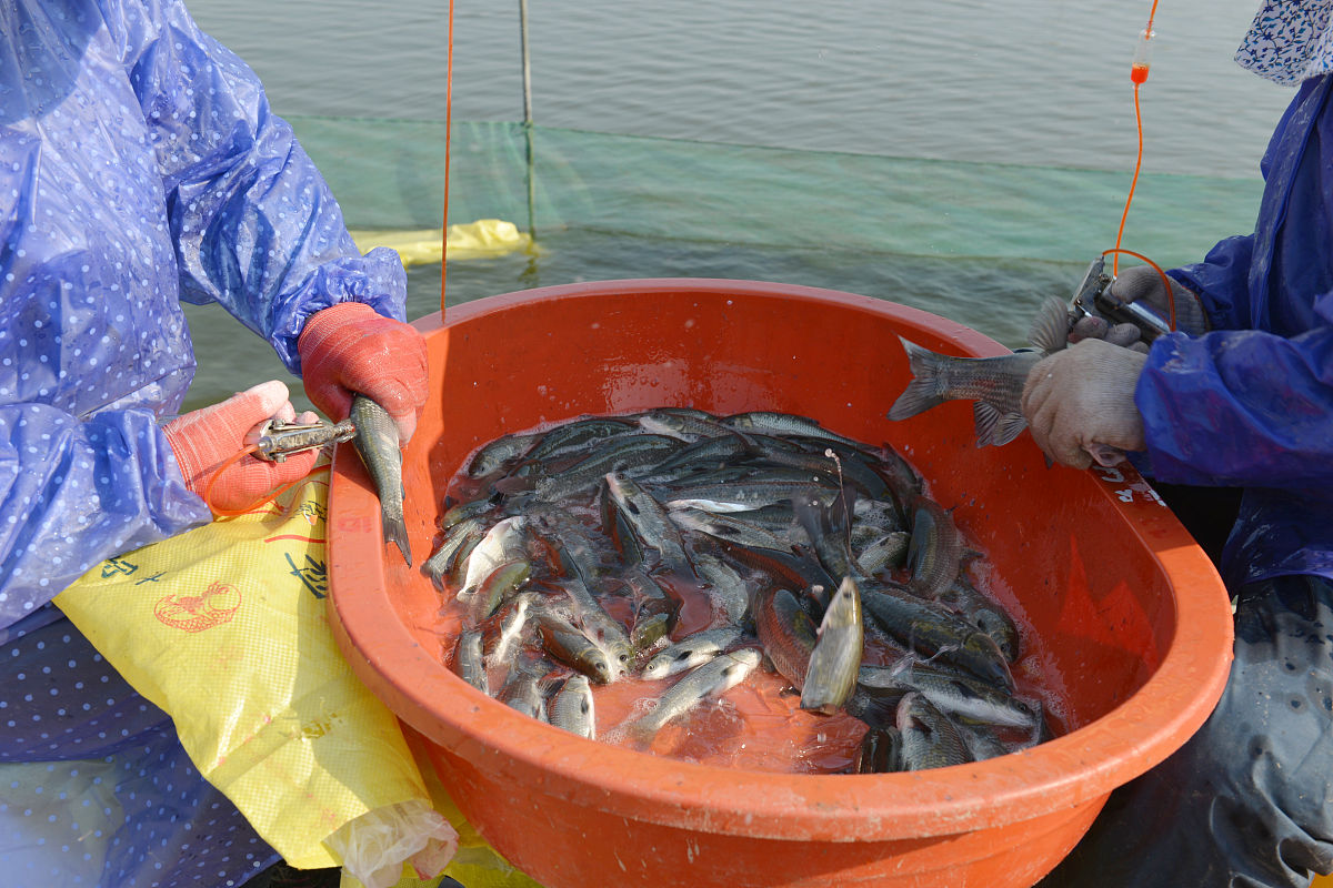 青岛海洋高级技工学校水产养殖专业怎么样？