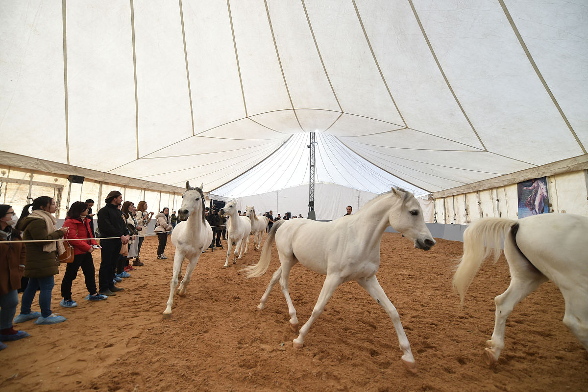 2018年2月7日,加拿大舞台秀《cavalia·舞马》在南京揭开神秘面纱,来