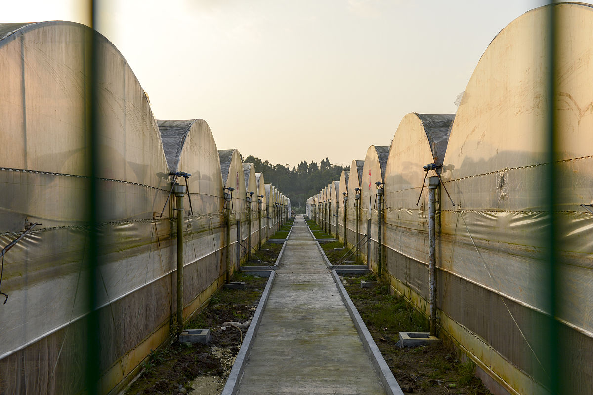 2014年12月12日,四川内江,铁皮石斛大棚.生物科技相关资料配图