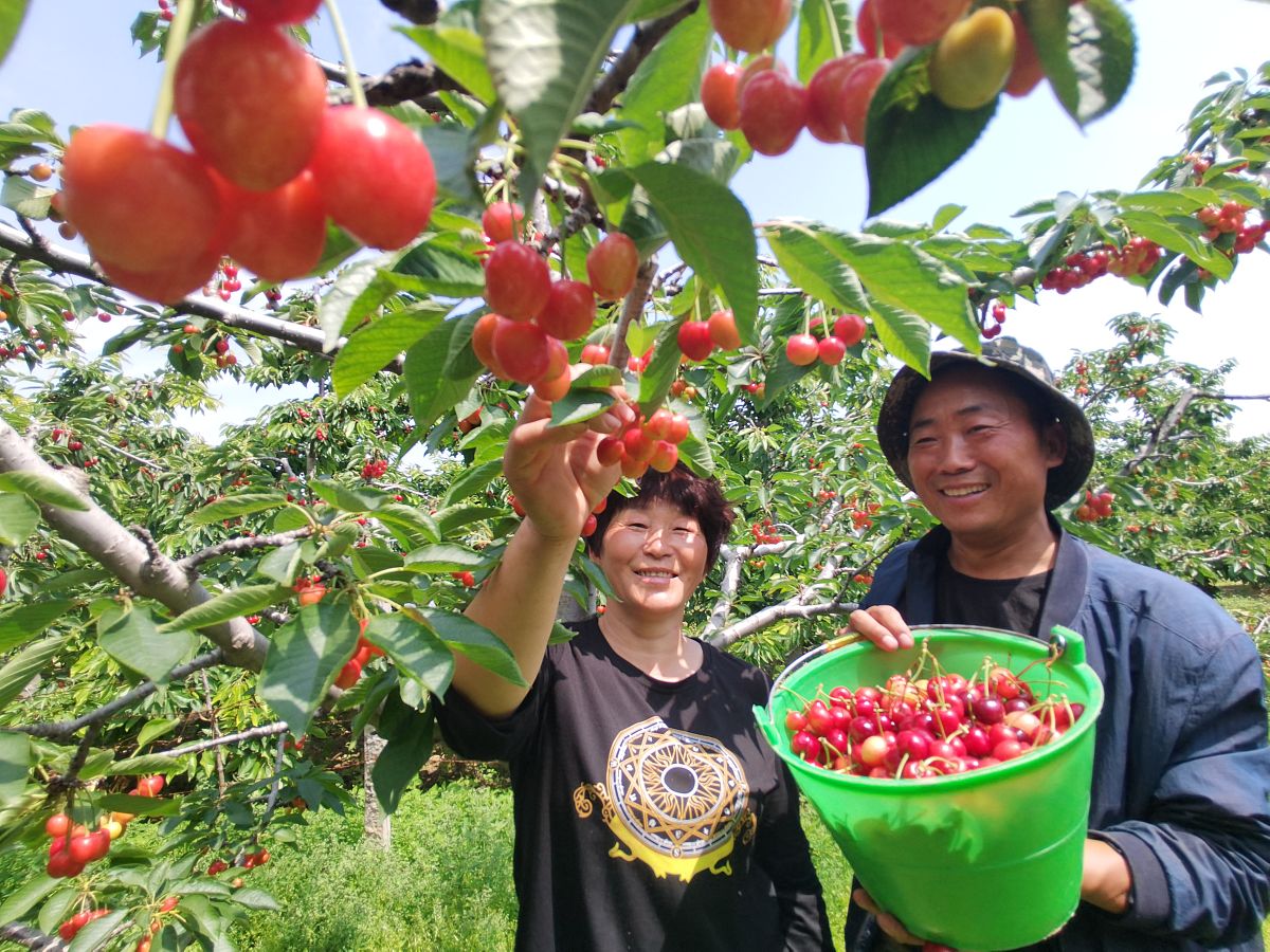 陕西渭南方寨红樱桃基地大学生调研参观指南 - 了解樱桃种植全流程