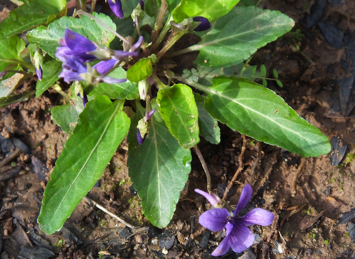 胆汁逆流？试试江苏灌南苦菜汤！