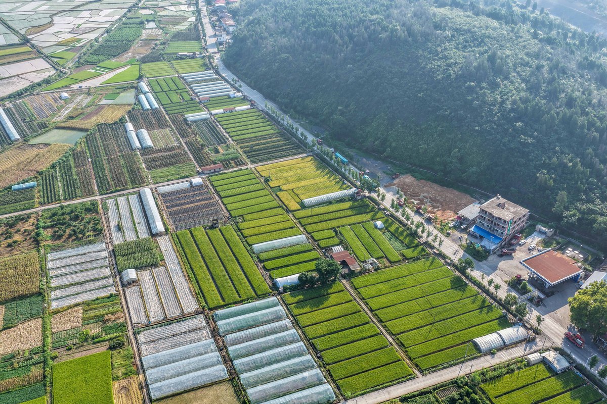 特色农业产业基地建设：助力乡村振兴，打造农业发展新引擎