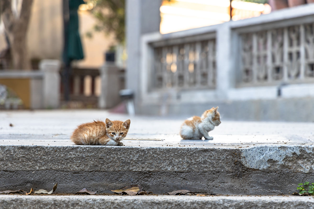 迷途知返：猫咪回家，重拾幸福