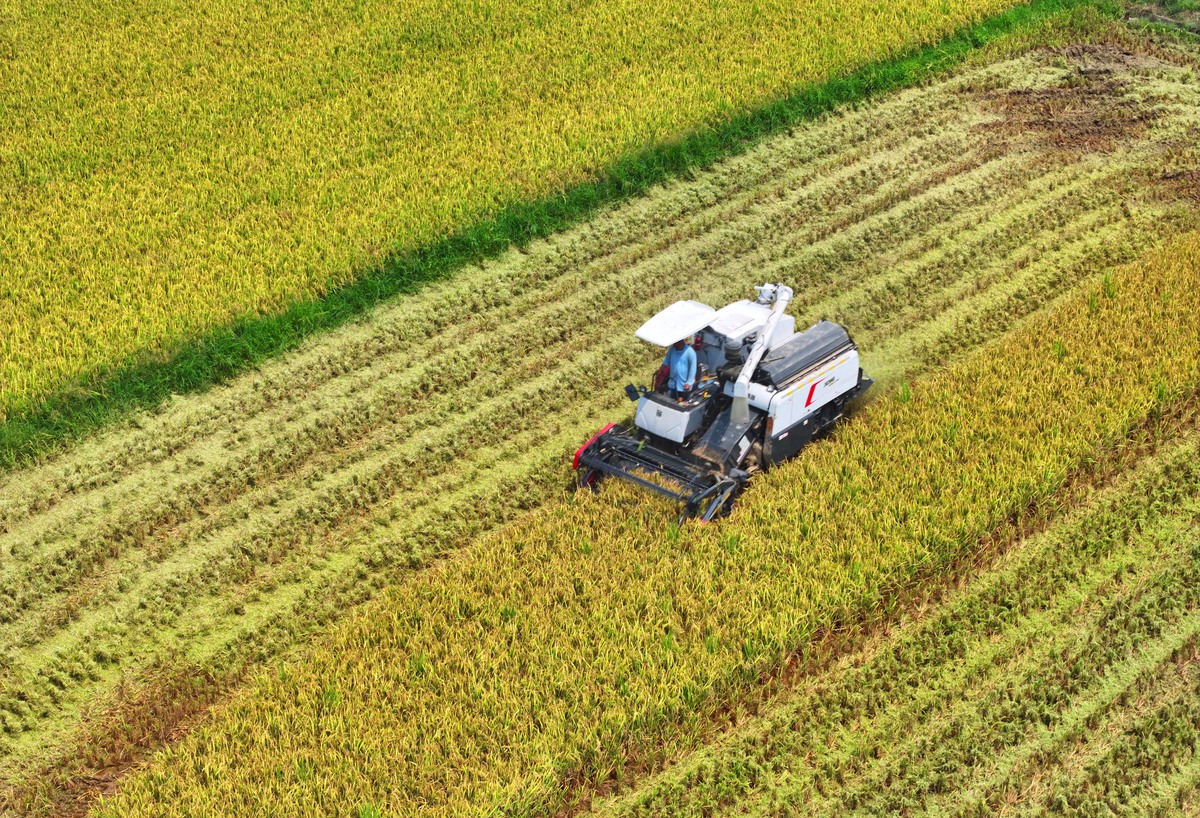 请写一段关于中国农业经济发展现状的引言