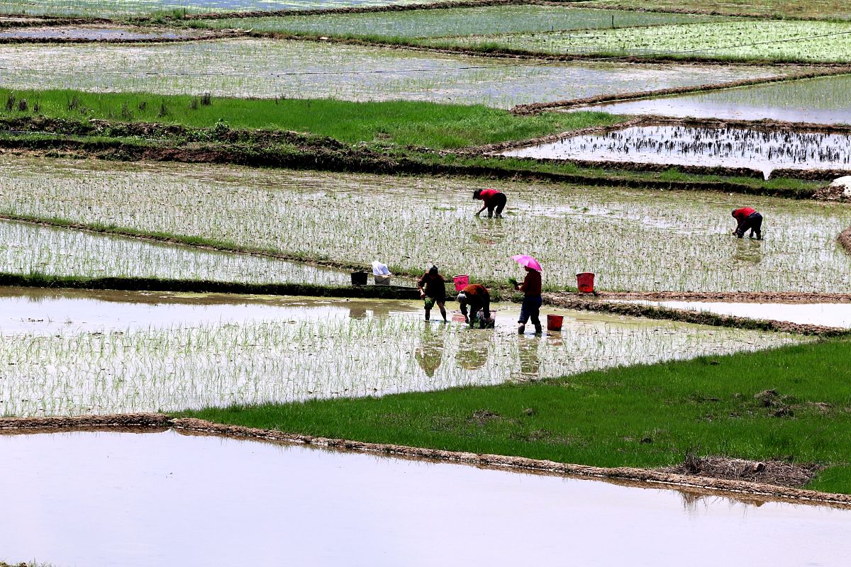 田园之歌：一首欢快的乡村歌曲，感受自然的魅力