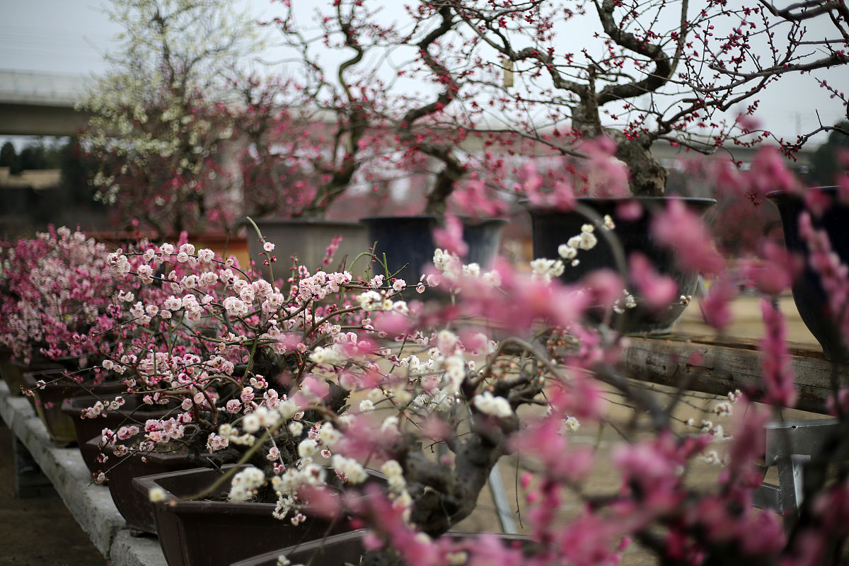2018年2月12日,成都秀丽东方景区,梅花盛开.(如若下载使用,请务必署名