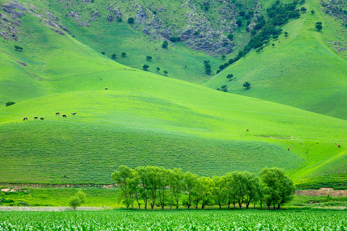 《海的尽头是草原》观后感：2000字大纲及写作指南